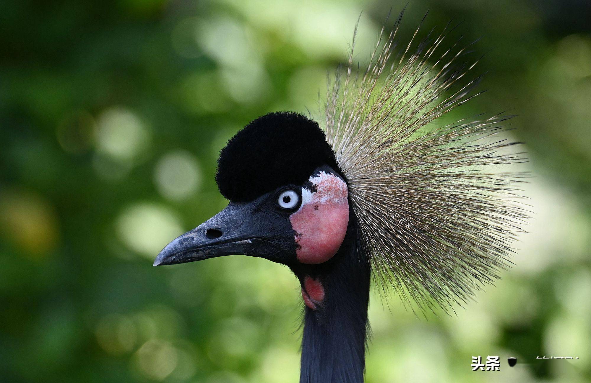 黑冠鹤全方位展示它的发型美