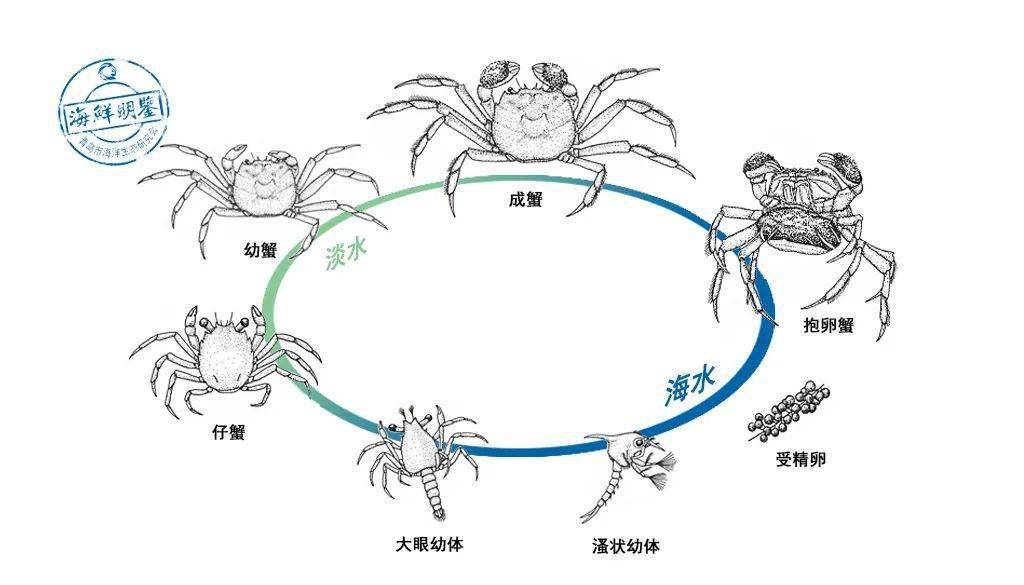 螃蟹的成长过程连图片图片