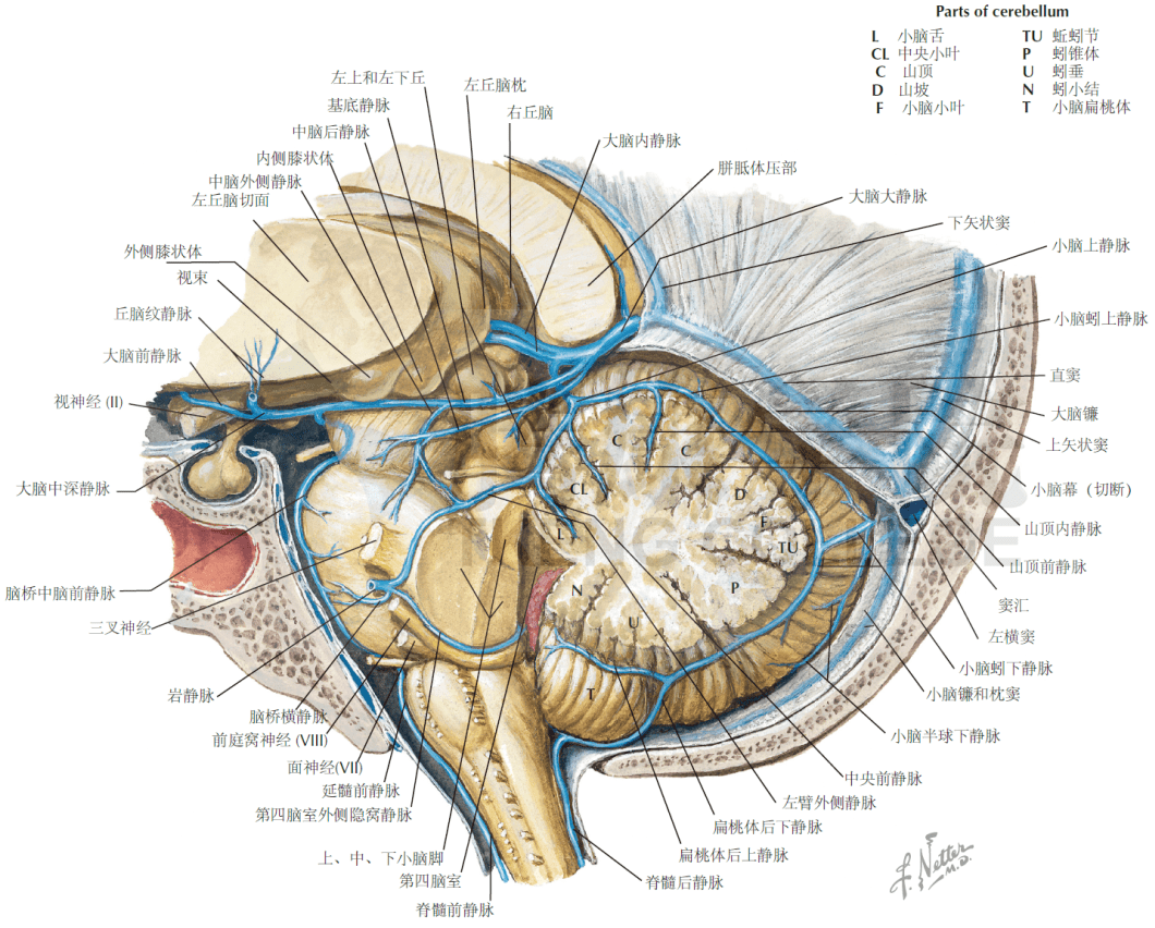 壹生资讯-大脑中动脉影像解剖，3D高清展示！