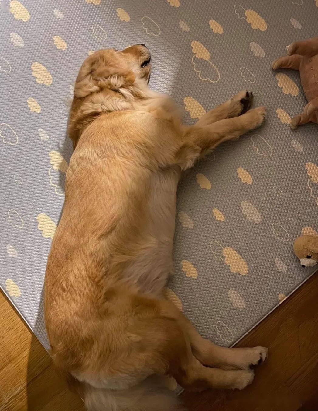 肥胖金毛被主人勒令减肥,一个月后它体重不减反增