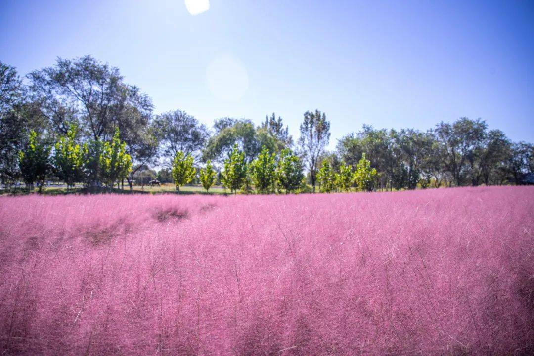 妙笔生花看丰台粉黛入秋色丰台又添旅游新地标