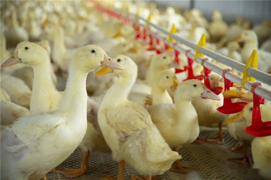 晋鸿格里香450万只肉鸭屠宰加工建设项目有望落地榆社_养殖