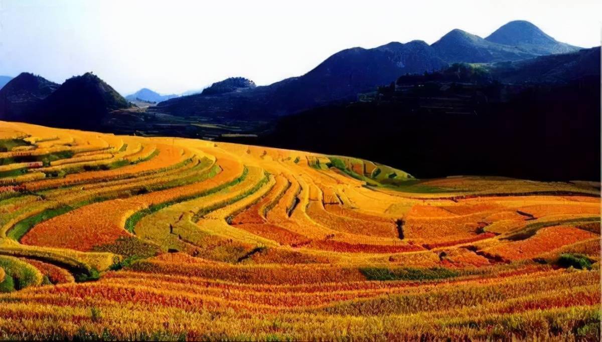 秋天的加榜梯田,是金色的海洋,也是贵州稻田最美的地方