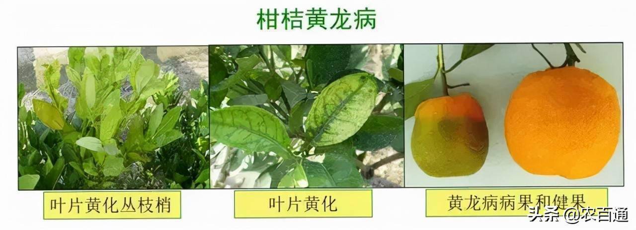 柑橘黄龙病这3大田间识别方法要掌握