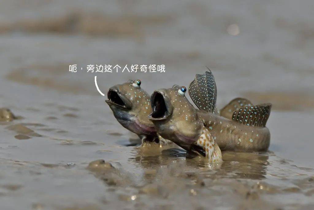 浪涛碧海海洋生物岸上跳的鱼滩涂上的king