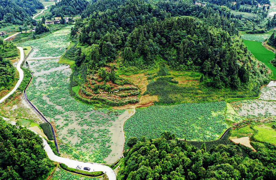 红河村:"特色农业"绘就乡村振兴画卷