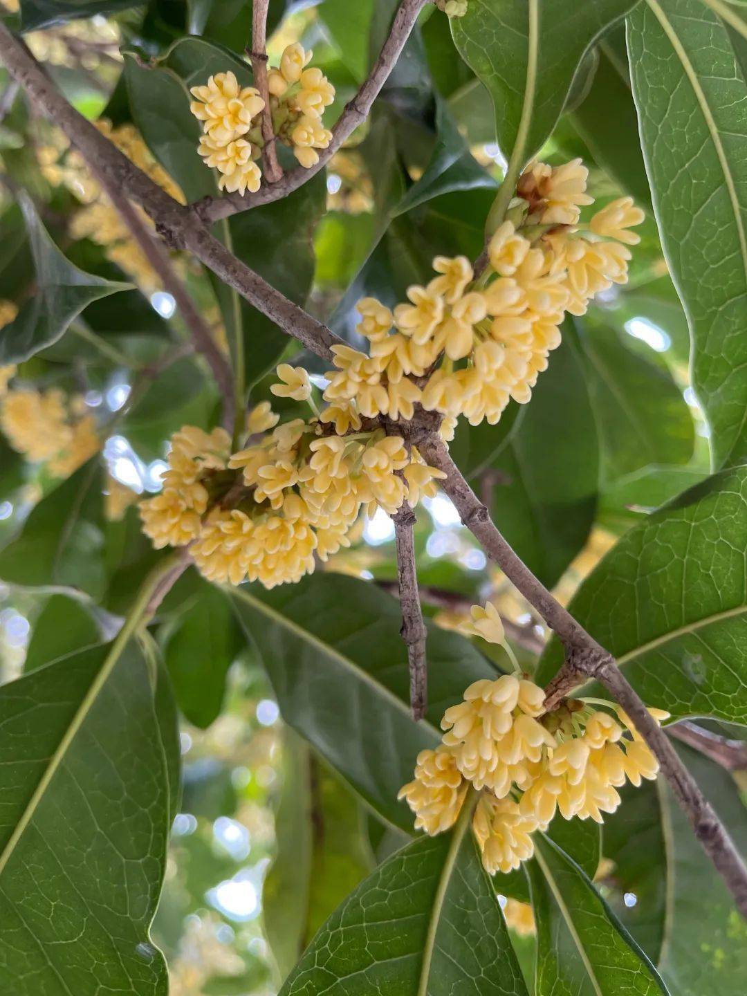 快来打call ,方塔园桂花进入盛花期啦