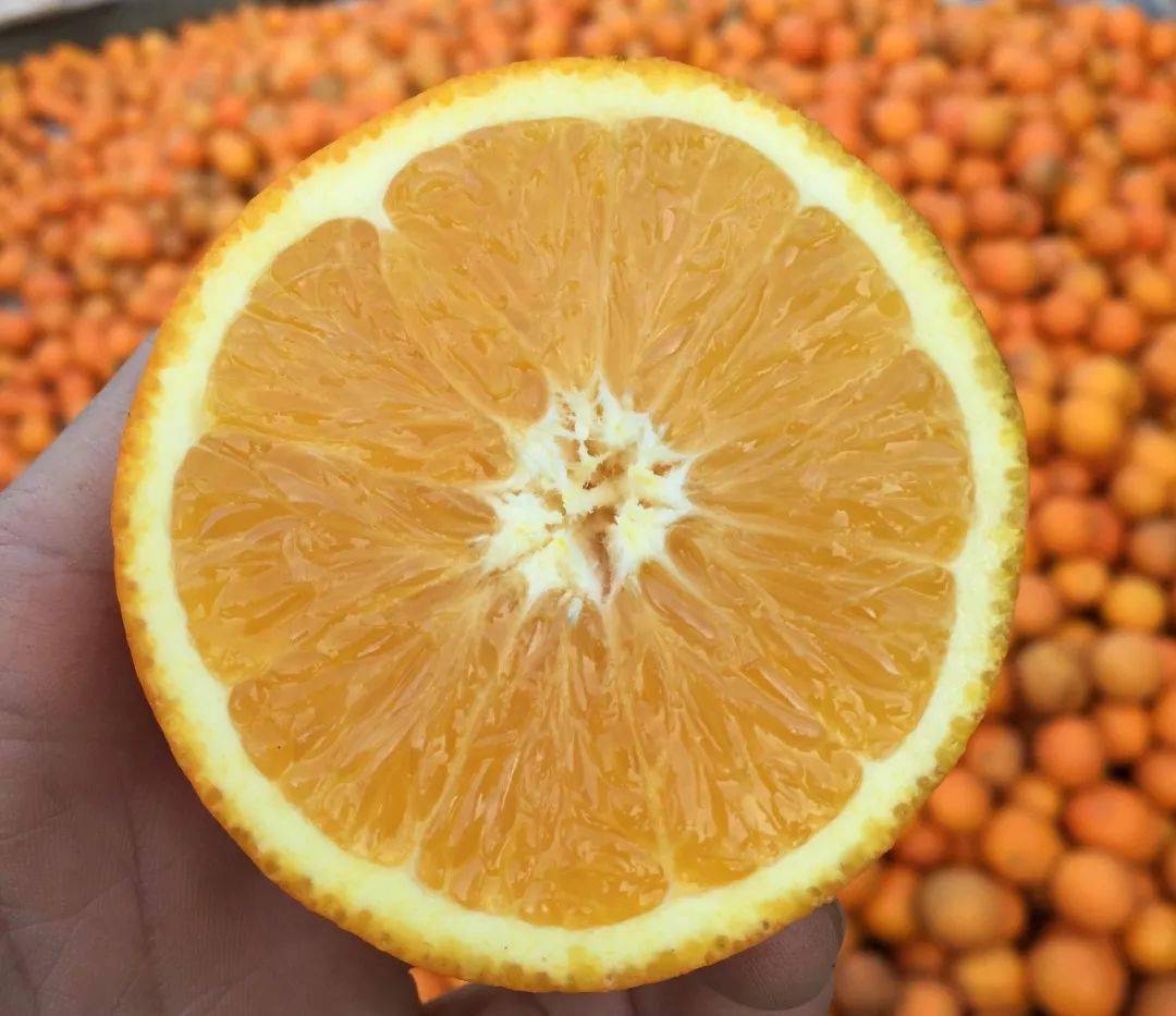 赣南脐橙新鲜下树啦,果肉鲜嫩,酸甜可口!_橙子
