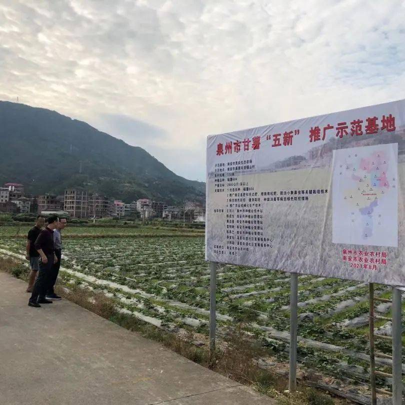 在粮食绿色高质高效工作中，南安市成立了专家指导组，并制定了工作方案