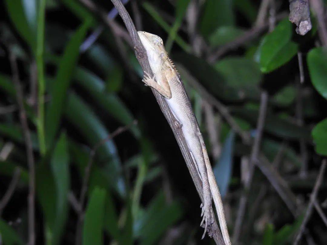 今夜无人入眠监测通报08