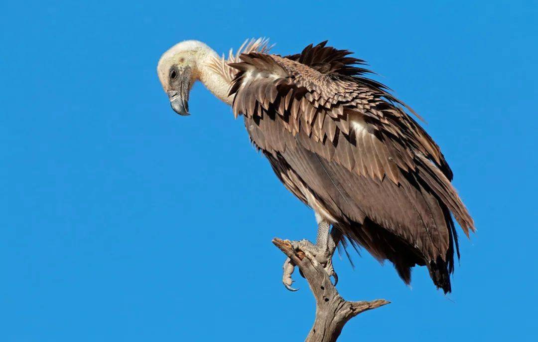 最后也是最重要的一点是,在沙漠炎热的天气下,动物在死去之后,尸体中