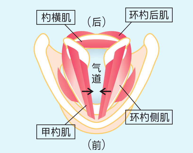 5cm长的发声器官