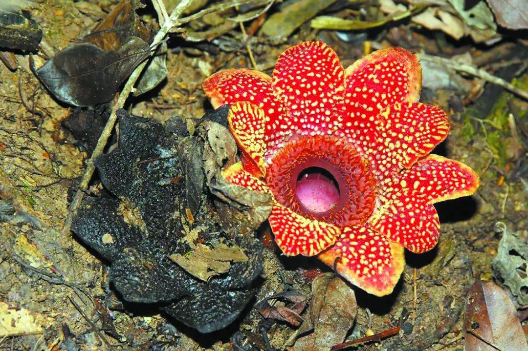 生物多样性中国科学院西双版纳热带植物园生物多样性保护的活样本