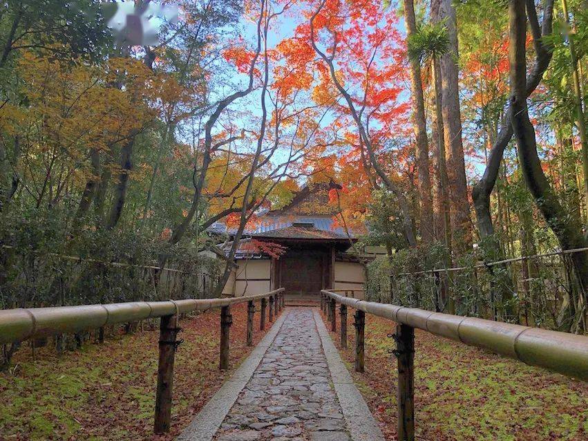 秋之韵 · 大德寺高桐院