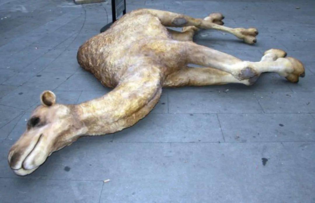 在沙漠死去的骆驼千万不能碰!否则后果很严重!