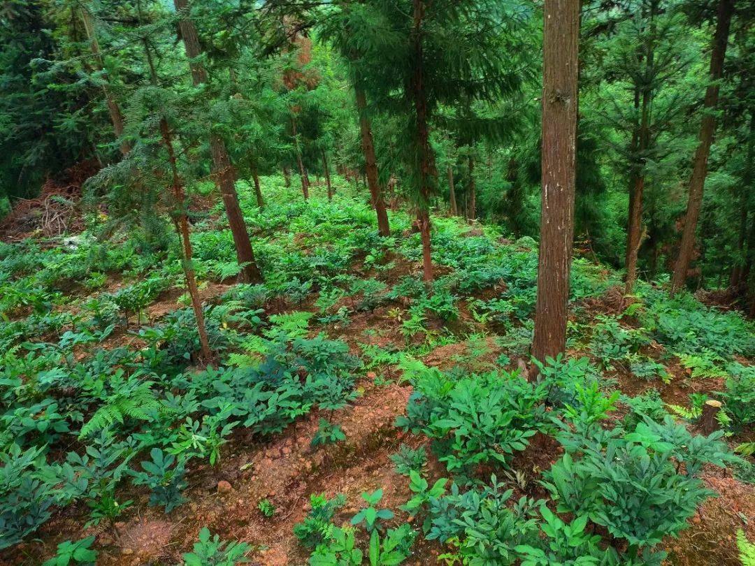 从2021年起,一起种植适合在林下生长的魔芋