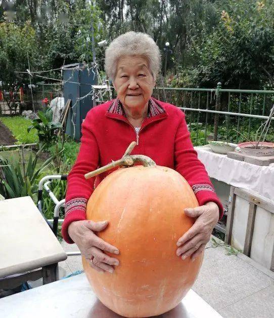 肇东80岁老太种出50斤大南瓜_老人