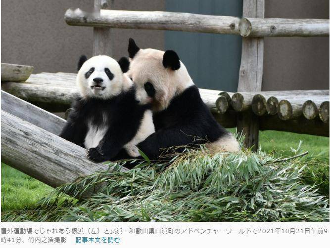日本大熊猫"枫滨"首次室外亮相 母女嬉戏场面温馨
