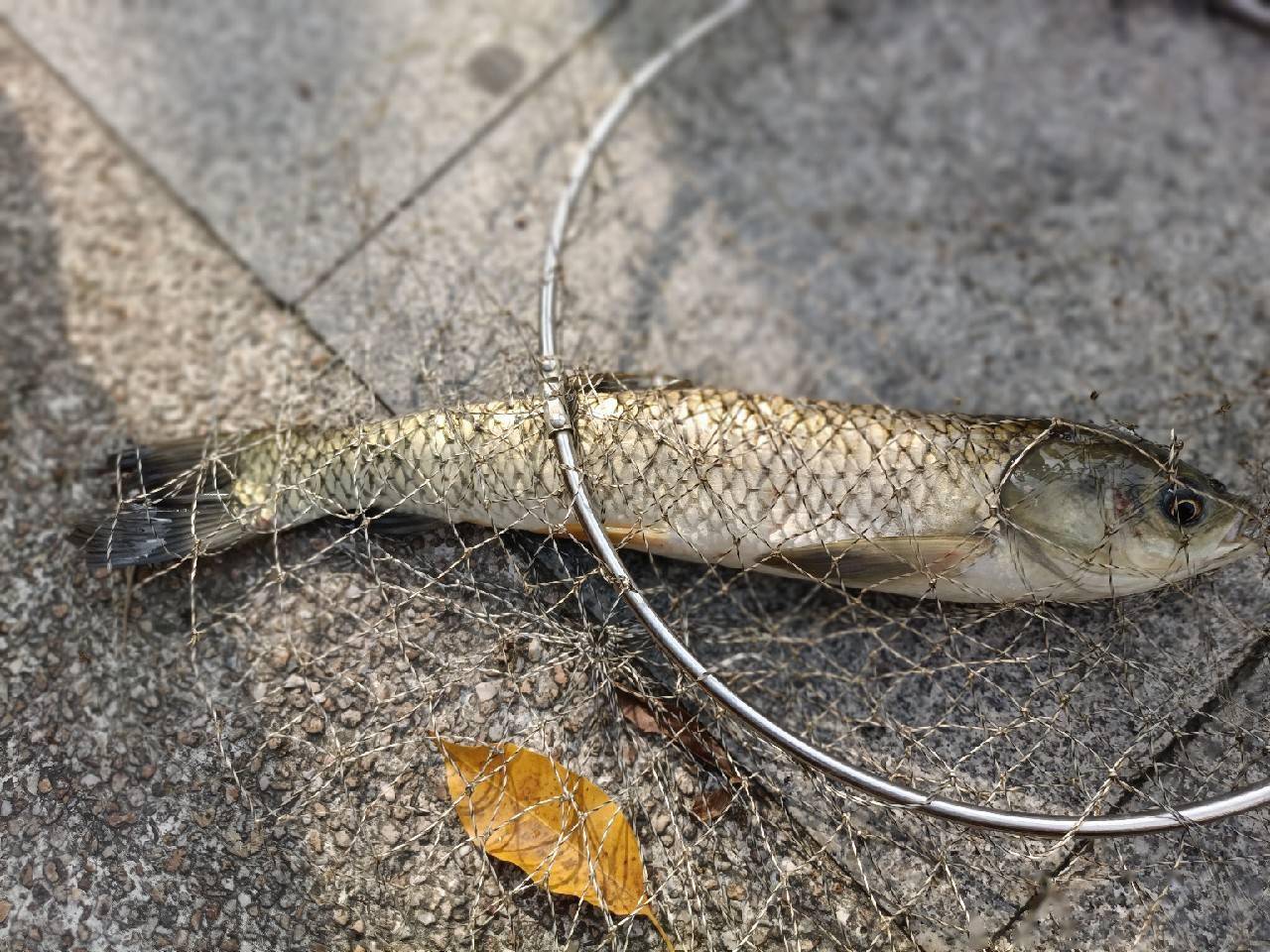 「秋釣」野釣泰鯪連竿,居然還釣到一條黑瘦細長的魚,這條魚經歷了什麼