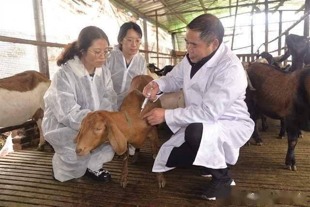 範才良心繫養殖戶助推畜牧獸醫學發展