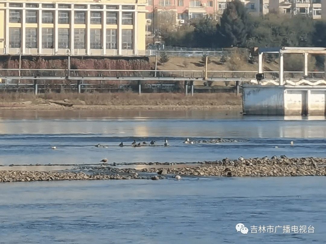 吉林市长白岛迎来首批越冬水鸟