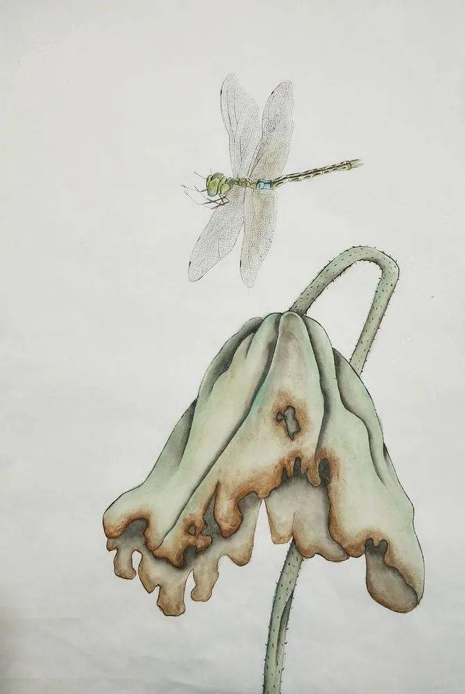 学画工笔画残荷映秋