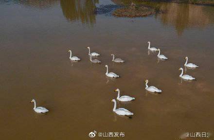 向阳|平陆黄河湿地迎来首批越冬白天鹅