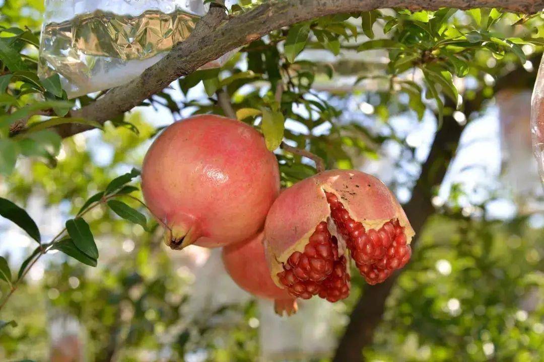 全国包邮339元抢陕西临潼石榴5斤装9个左右