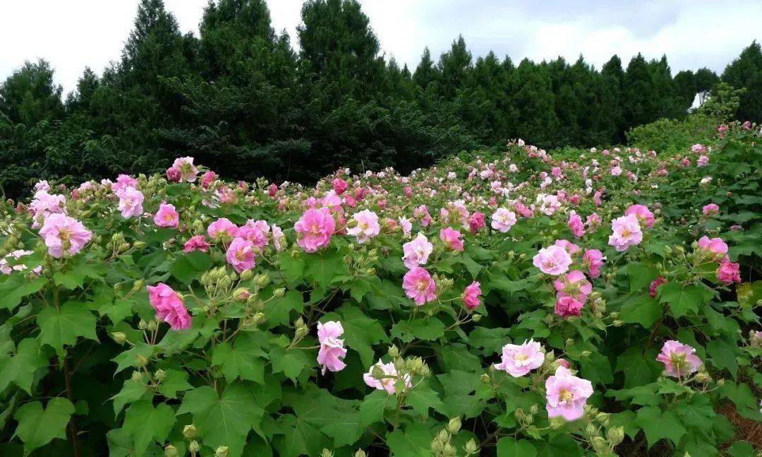 芙蓉花迎来最美花季快去一睹芬芳