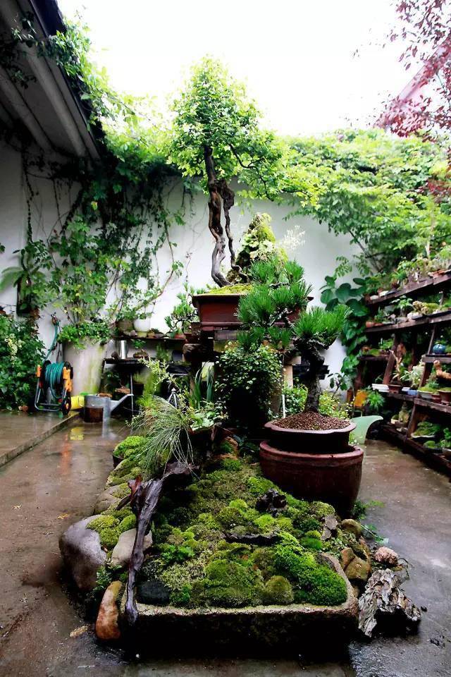 中国最美植物小院,只有20平米.