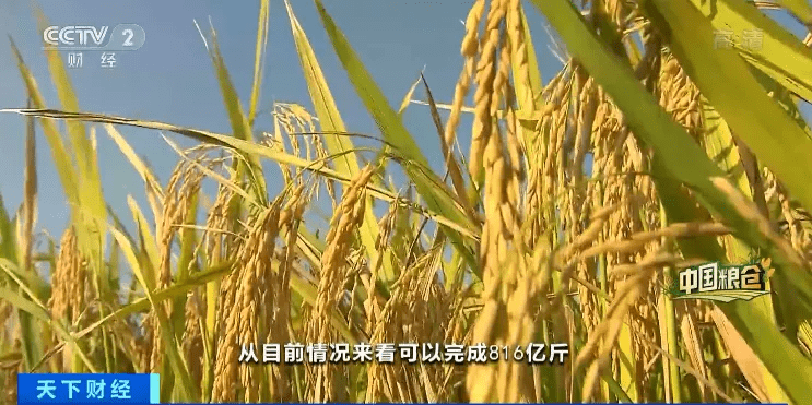 安徽一畝地水稻產量增5成好糧賣出好價錢怎麼做到的