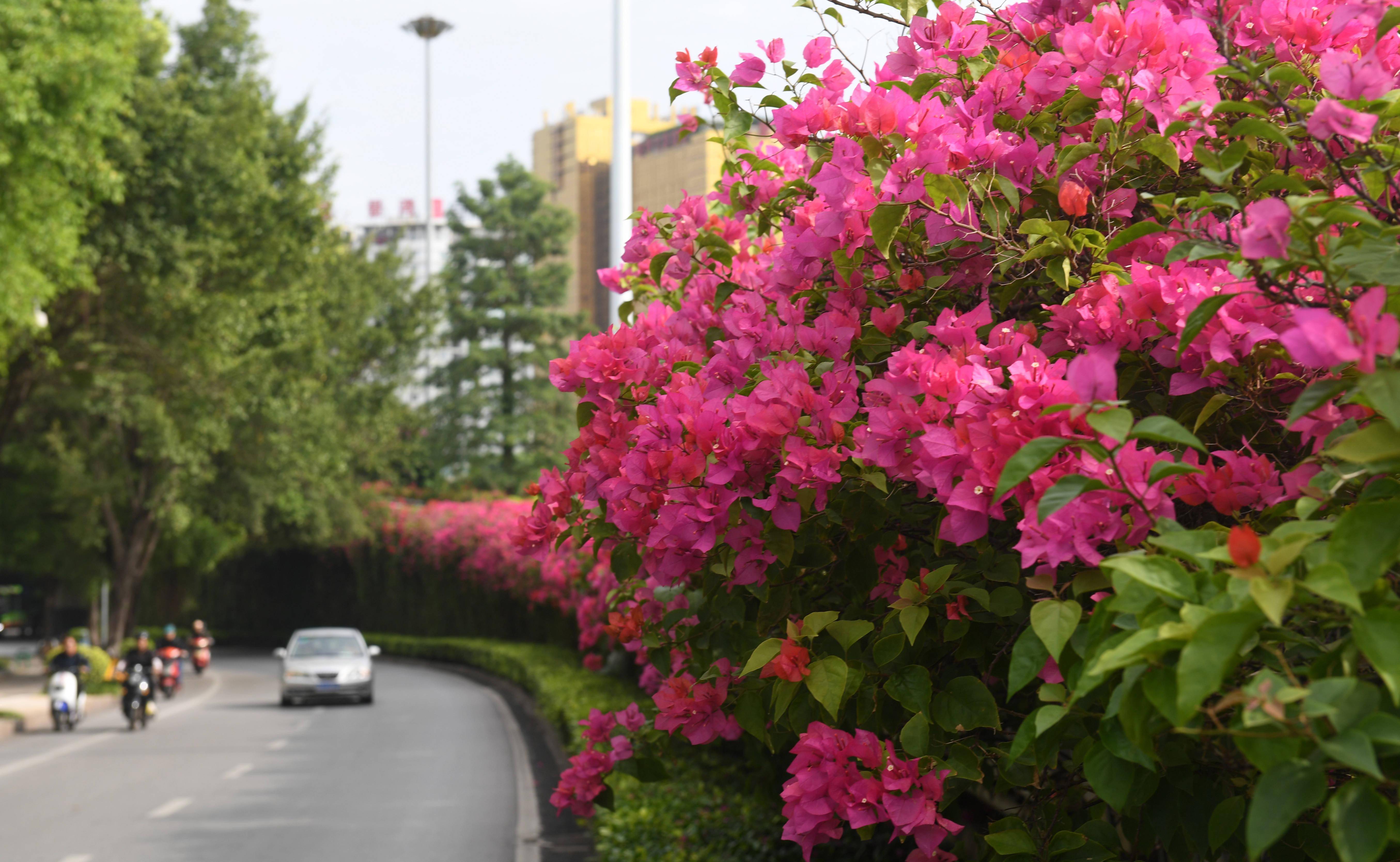 广西南宁:霜降时节花娇艳