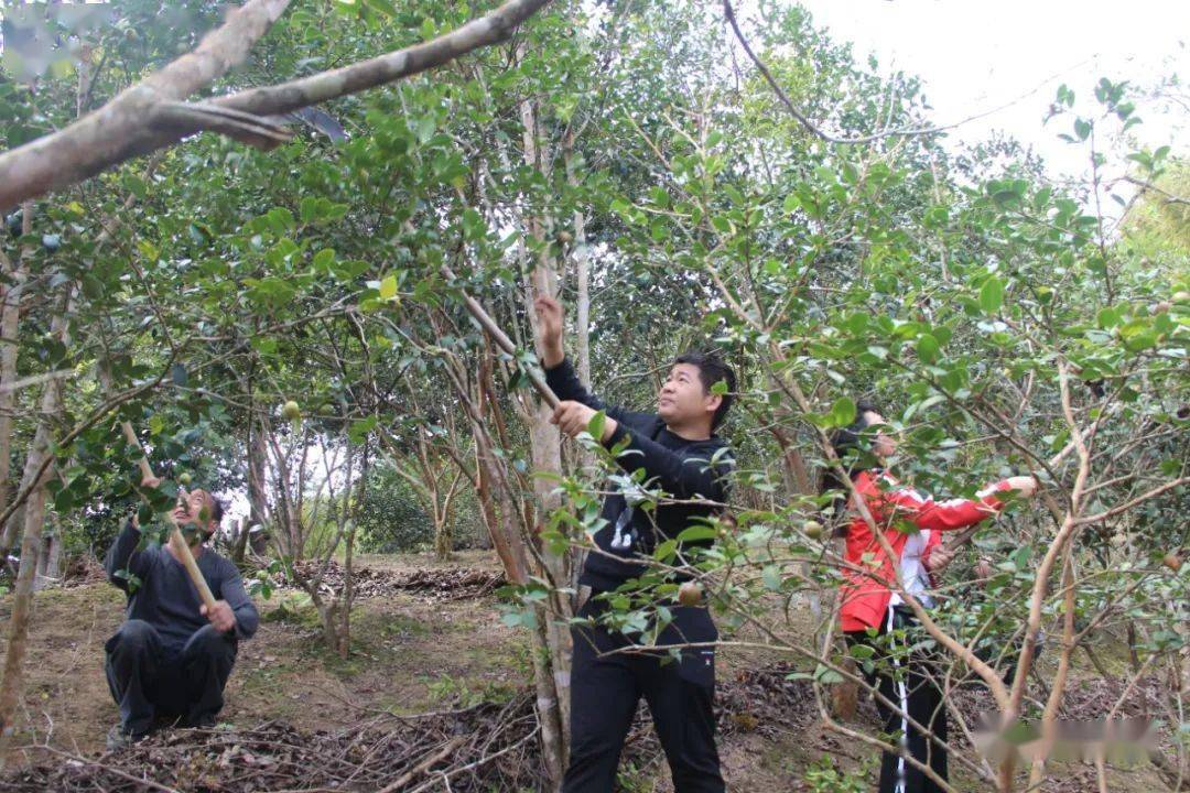 環江這裡荒山變金山萬畝油茶樹碩果累累