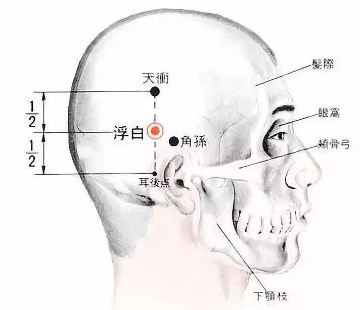 浮白穴是治療白髮的常用穴,它位於頭頂部,耳後乳突的後上方,是足少陽