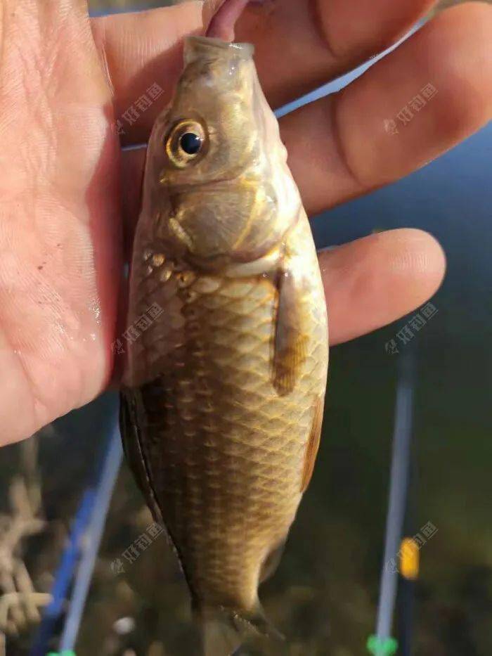 東北野釣之磚廠院裡繼續垂釣小鯽魚魚獲慘淡