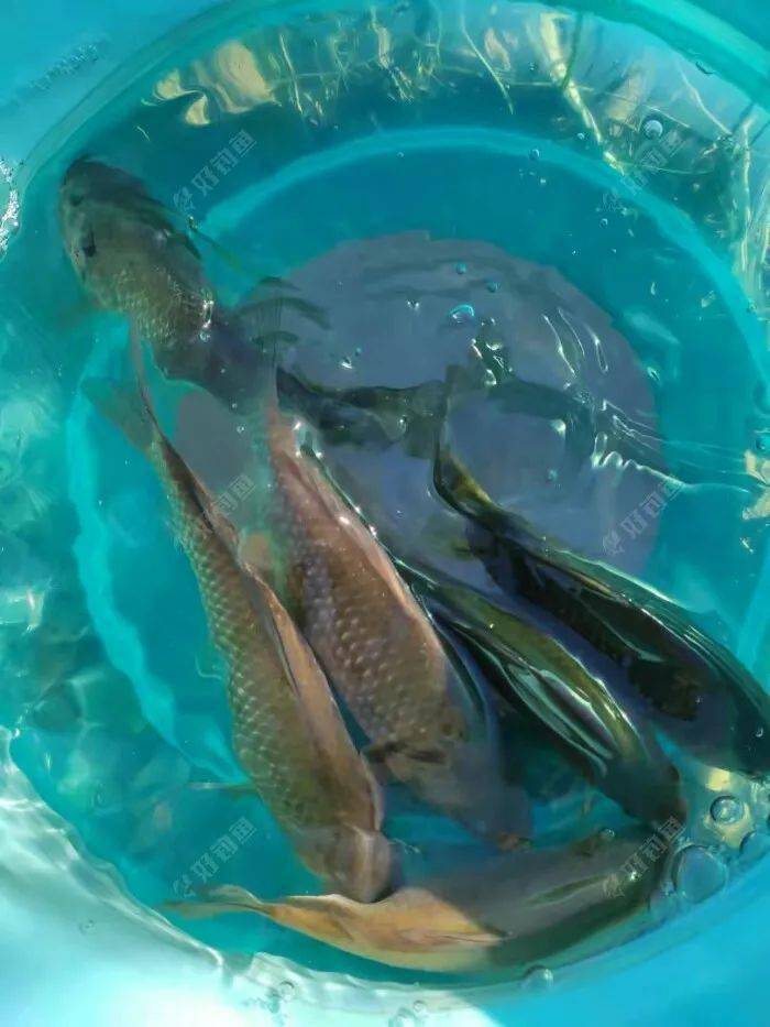 東北野釣之磚廠院裡繼續垂釣小鯽魚魚獲慘淡