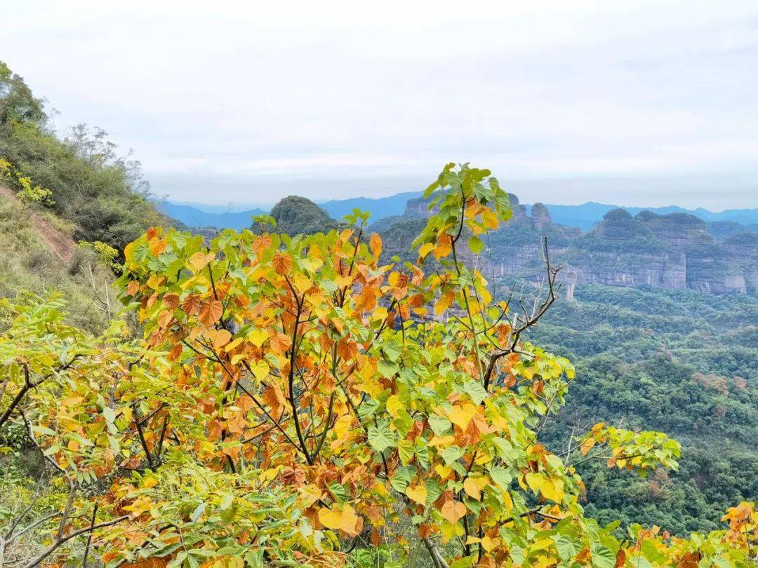 秋高气爽梧桐黄,丹霞山迎来最美"旅游季"_遗产地