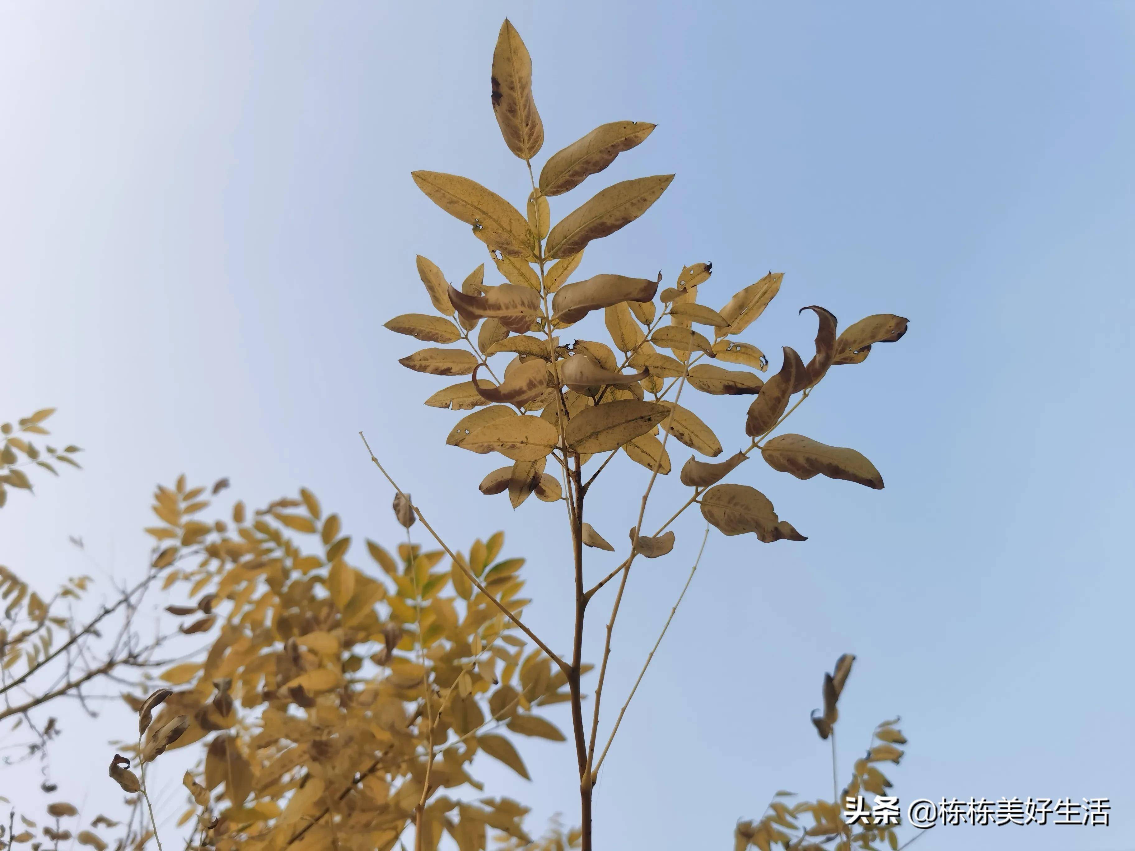 树叶北方的秋冬季节，树叶黄了，拍一组分享一下