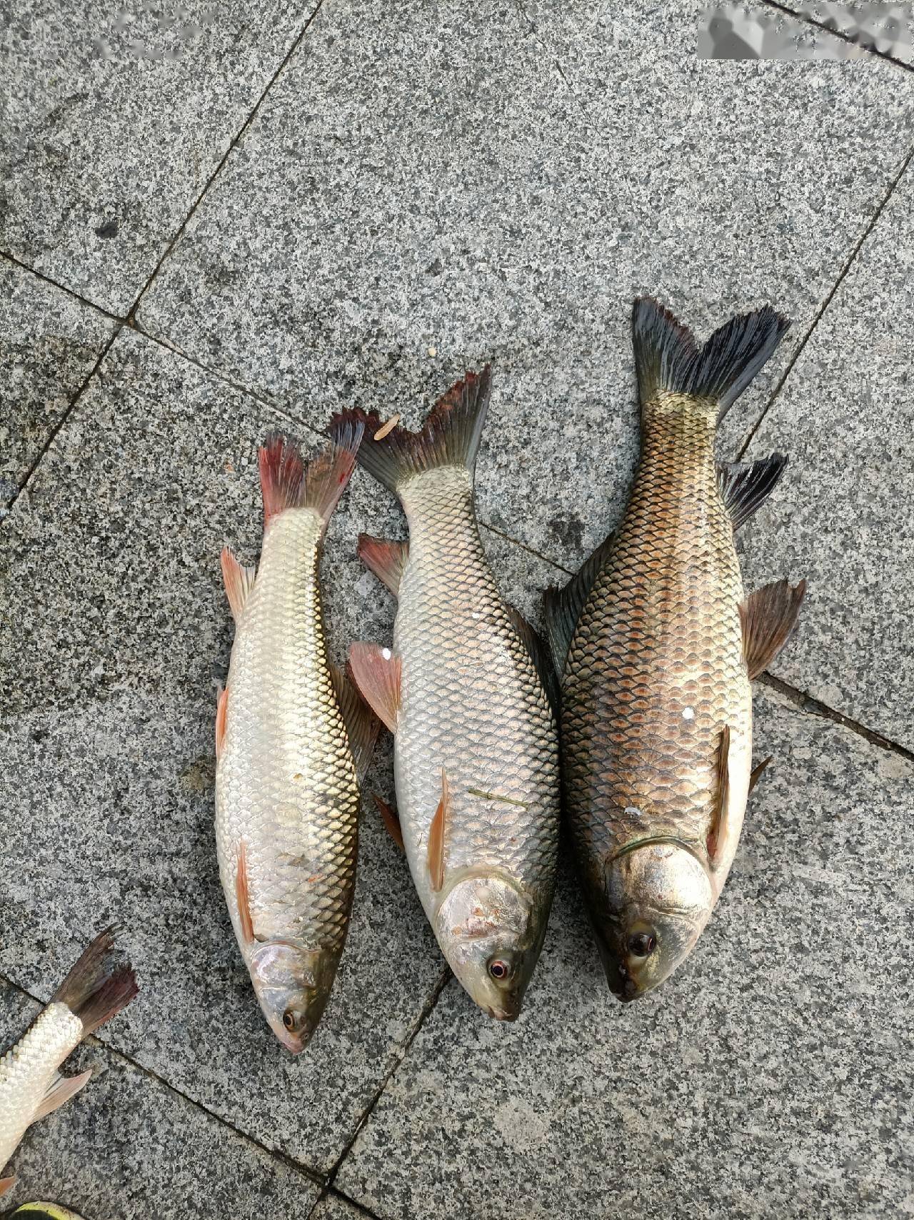 十週年城市中的野釣船過還能連竿鯿魚泰鯪