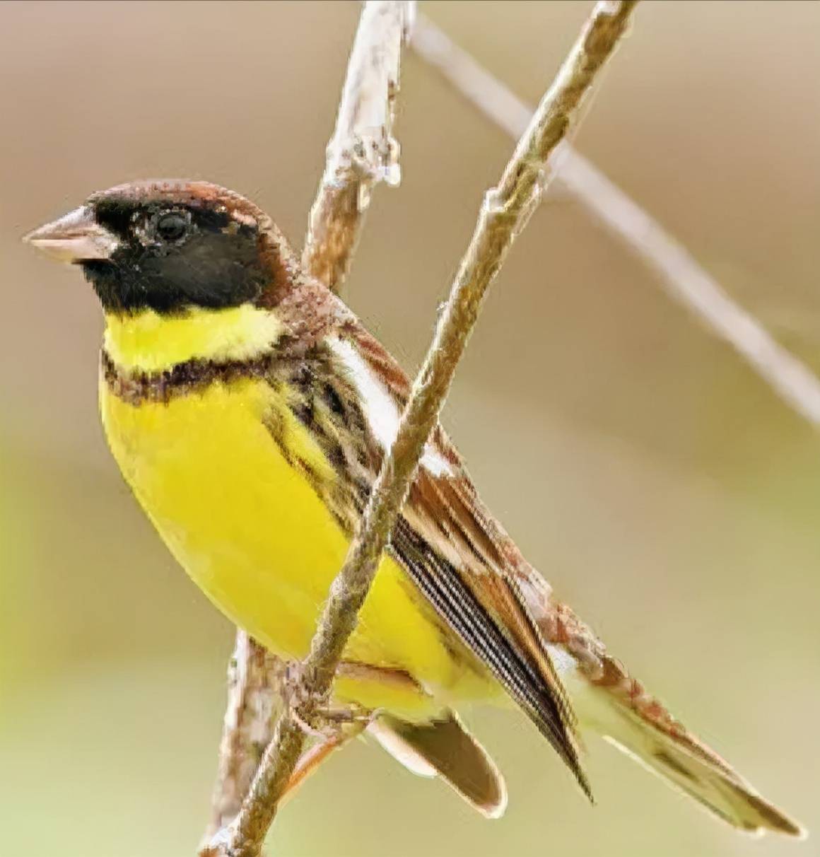 13种鸟类在广西大瑶山首次被发现