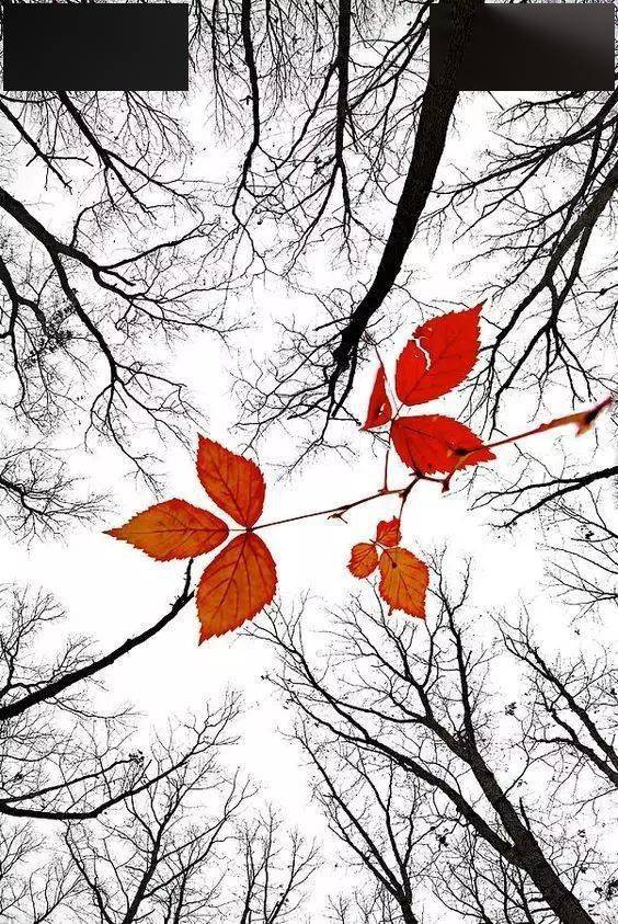 摄影秋天的落叶，怎么拍才惊艳？技巧全在这里了！