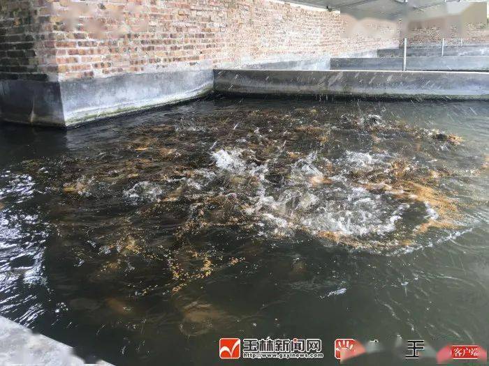 陆川县塘角鱼养殖基地图片
