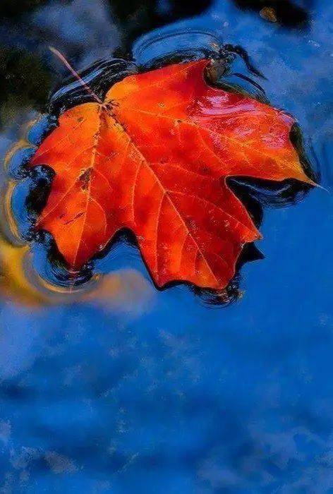 摄影秋天的落叶，怎么拍才惊艳？技巧全在这里了！