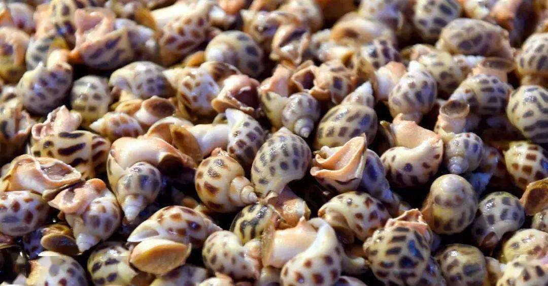 肉质鲜美,爽口的  东风螺是遂溪人饭桌上不可缺少的美味简单的水煮后