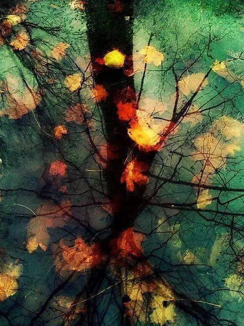 摄影秋天的落叶，怎么拍才惊艳？技巧全在这里了！