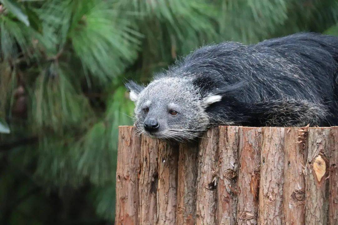 云南野生动物园科普季|解锁"爆米花"熊狸