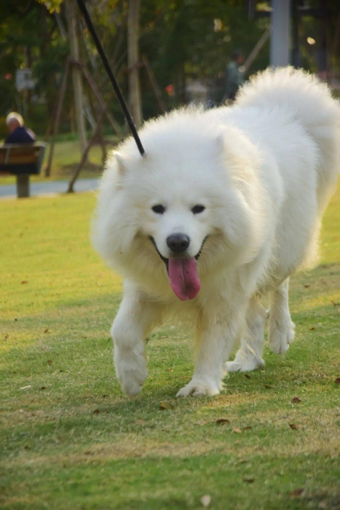 求助 毛孩尿液发红 是血尿的前兆吗 热门问诊白皮书 主人