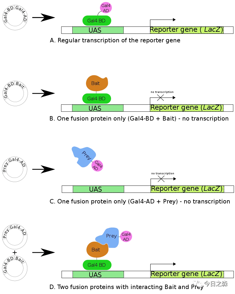 酵母双杂交流程图图片