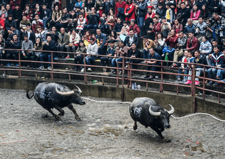 三江斗牛场图片