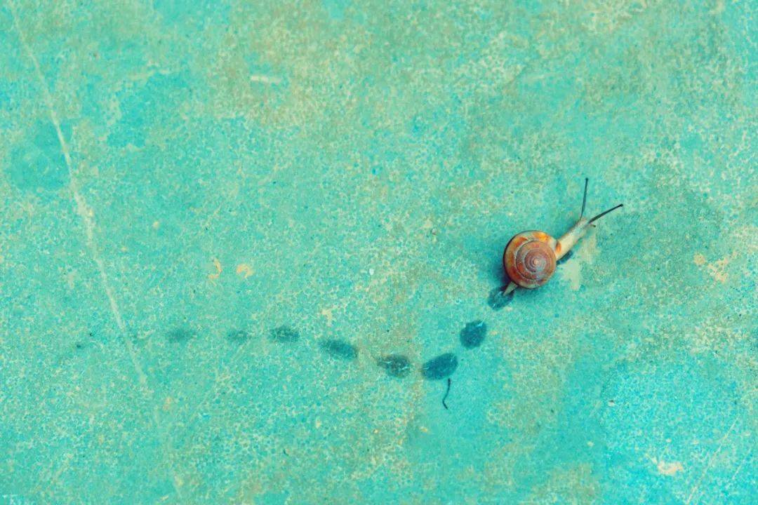 蜗牛爬行轨迹图片